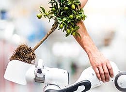 ein menschlicher Arm, ein Roboterarm und ein Zitronenbäumchen bilden die drei Seiten eines Dreiecks