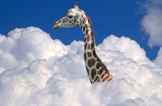 Giraffe über den Wolken