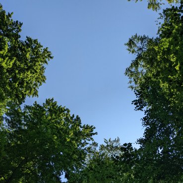 Grüne Bäume von unten vor einem blauen Himmel