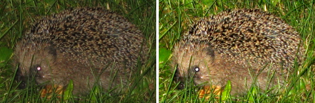 Beispiel Igel